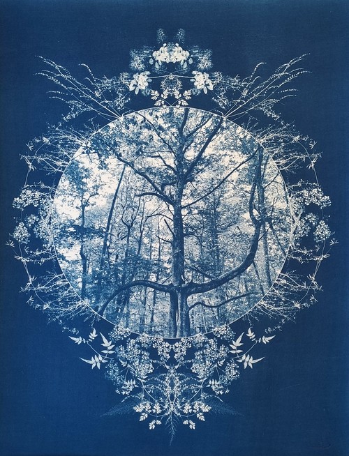 arbre_remarquable _dj